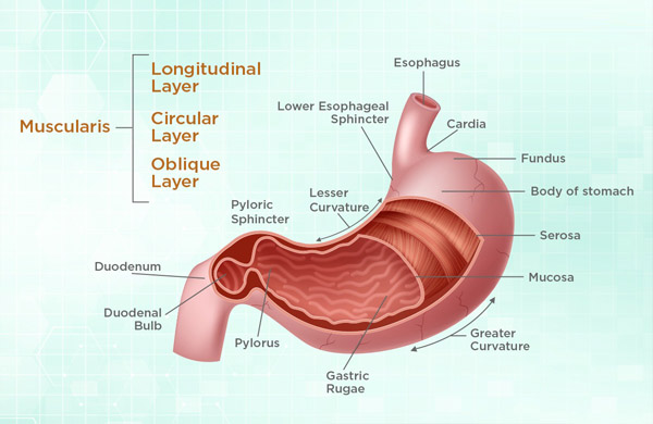 stomach_cancer